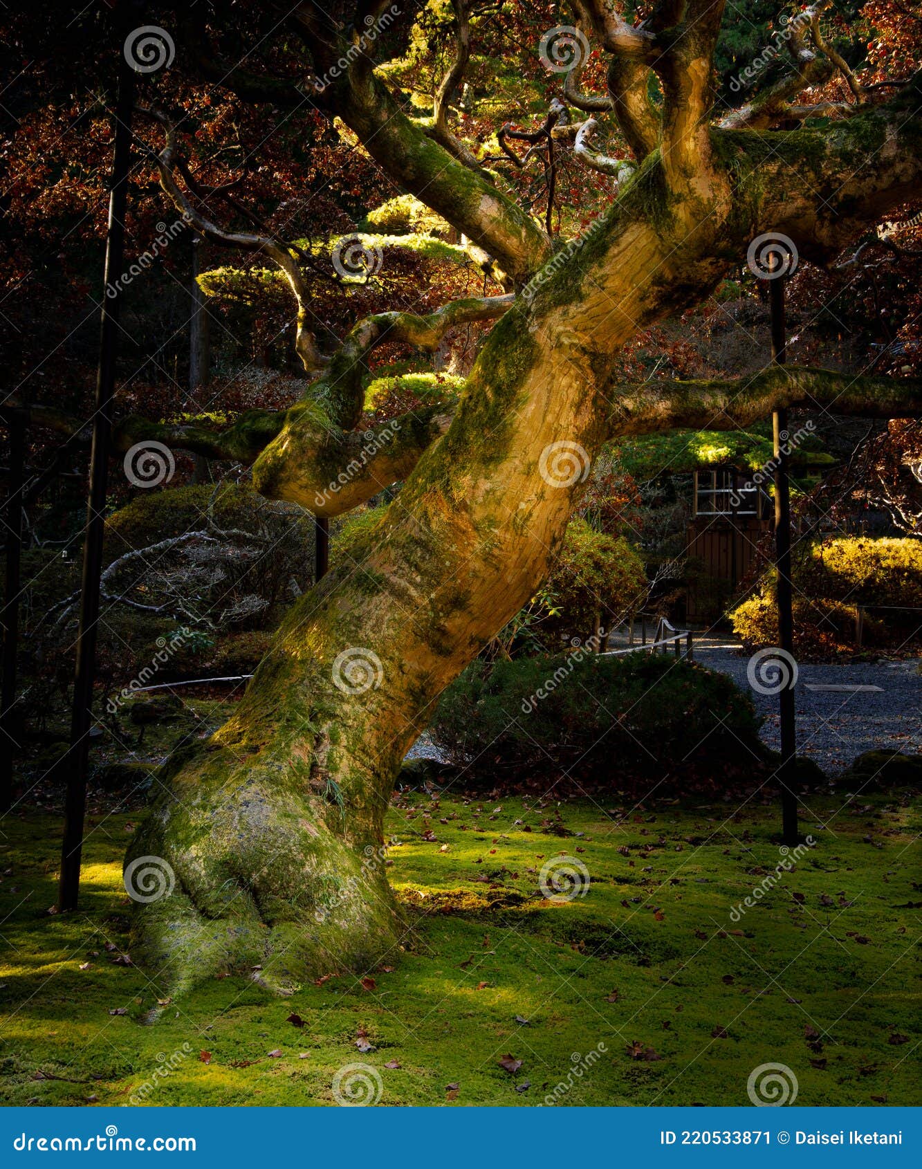 seven-colored maple at shrine in japan